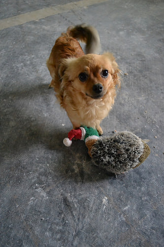 2015 Kitchen & Living Reno